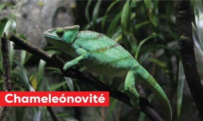 Chameleónovité: The Hidden World of Nature’s Most Magical Reptiles