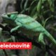 Chameleónovité: The Hidden World of Nature’s Most Magical Reptiles