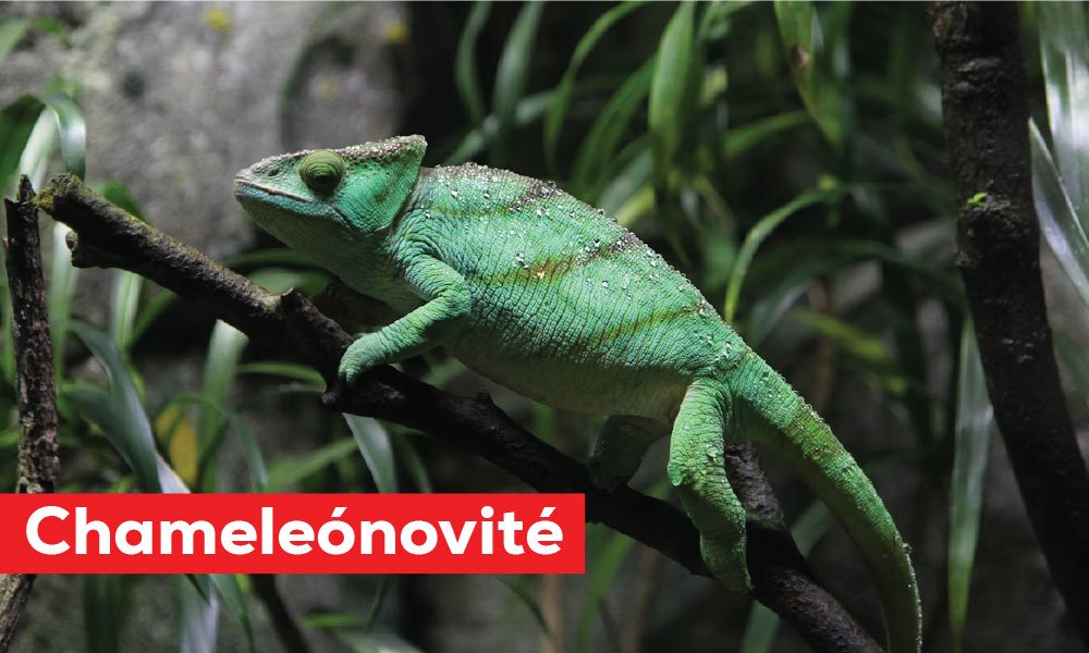 Chameleónovité: The Hidden World of Nature’s Most Magical Reptiles
